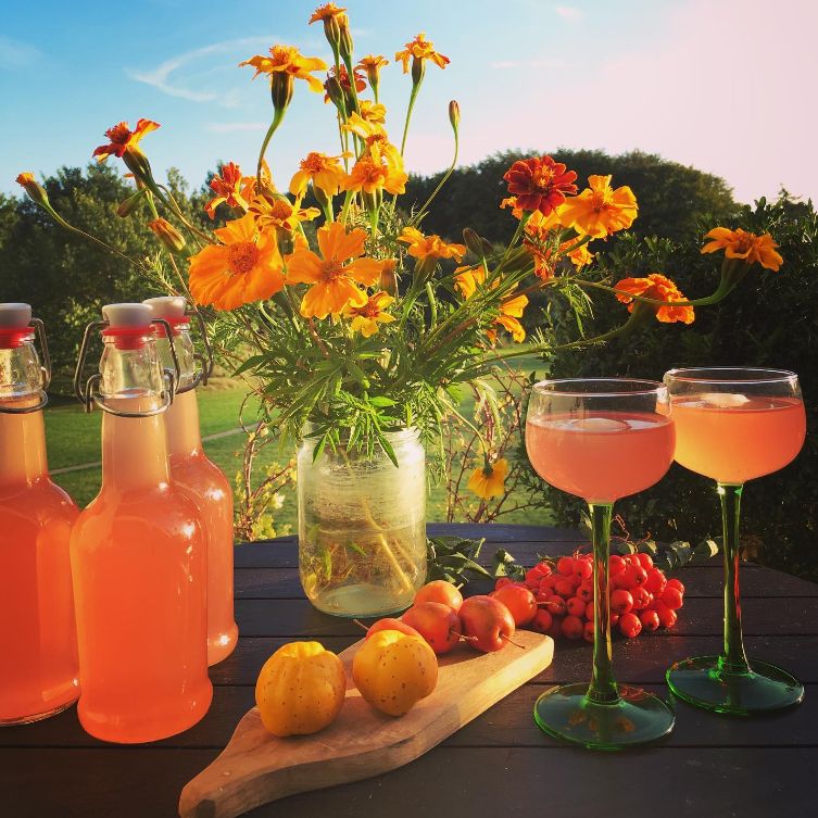 Bryg din egen kombucha