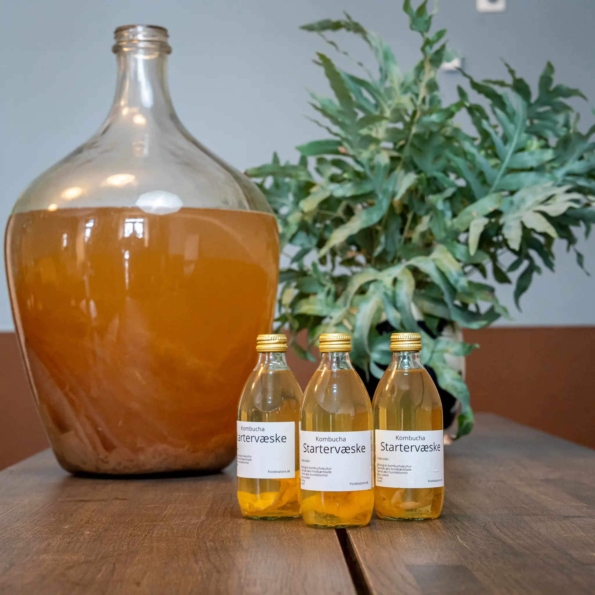 Økologisk kombucha SCOBY med moden startervæske - Billede 2